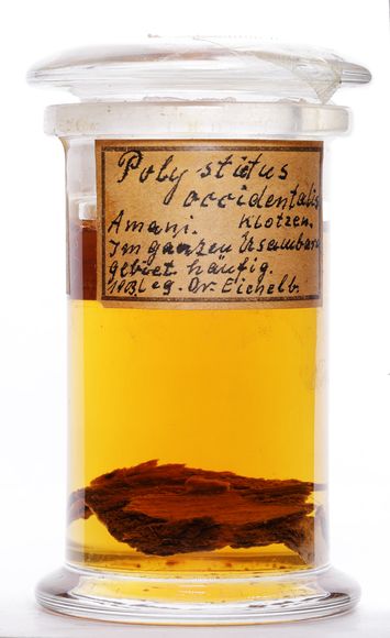 Vorschaubild Polystictus occidentalis (Klotzsch) Sacc.